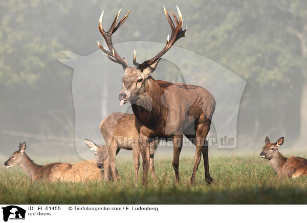 red deers / FL-01455