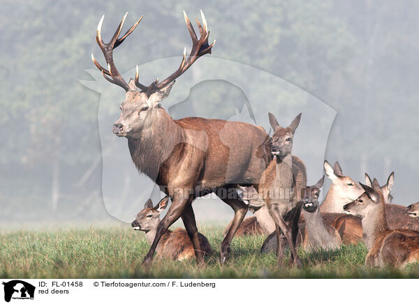 red deers / FL-01458