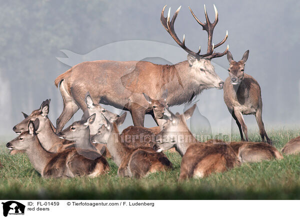 red deers / FL-01459