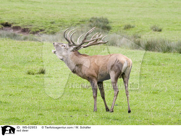 Rotwild / red deer / WS-02953