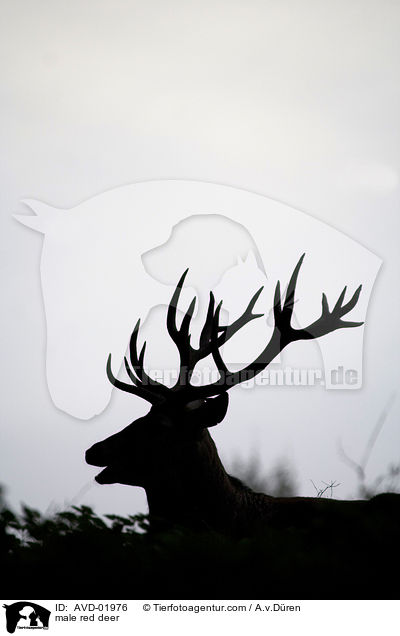 Rothirsch / male red deer / AVD-01976
