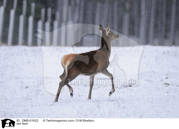 Rotwild / red deer / DMS-01622