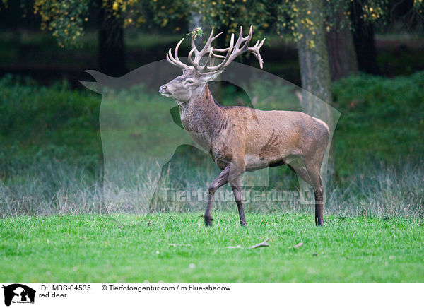 red deer / MBS-04535