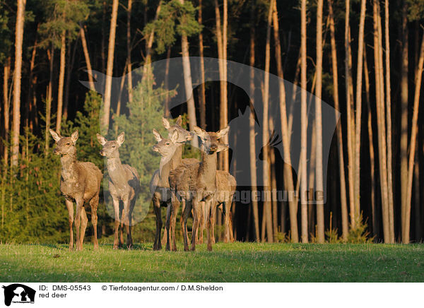 red deer / DMS-05543