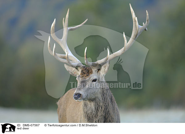 red deer / DMS-07567