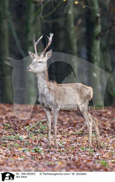 red deer / WS-06563