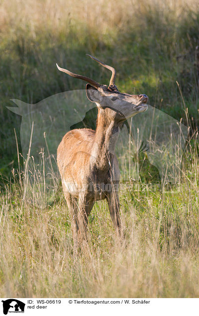 Rotwild / red deer / WS-06619