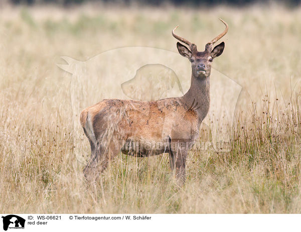 Rotwild / red deer / WS-06621