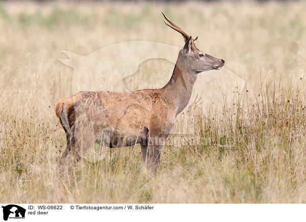 Rotwild / red deer / WS-06622