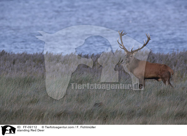 standing Red Deer / FF-09112