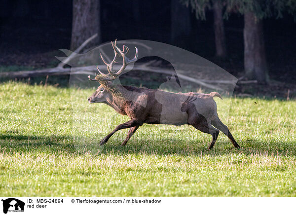 red deer / MBS-24894