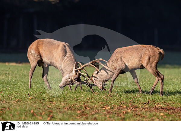 red deer / MBS-24895