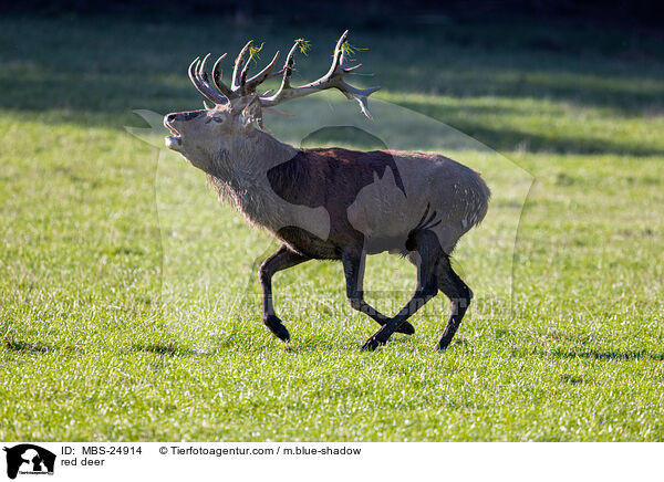 red deer / MBS-24914