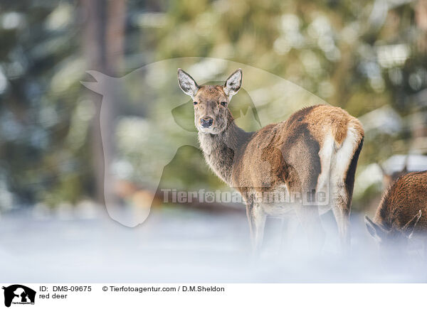 red deer / DMS-09675