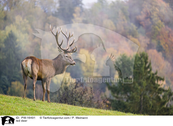Rotwild / red deer / PW-16491