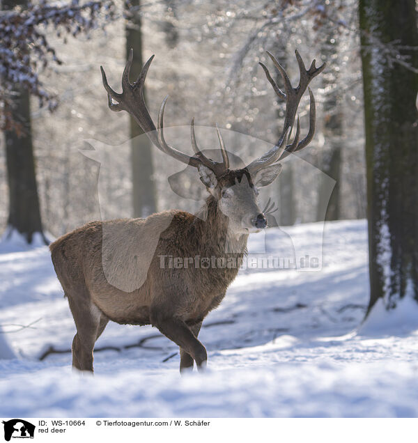 Rotwild / red deer / WS-10664
