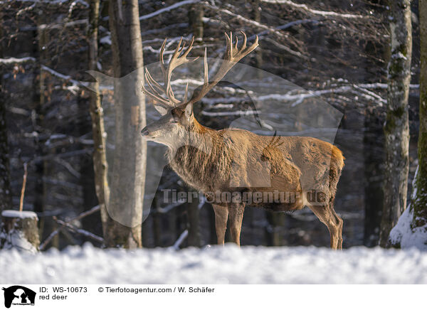 Rotwild / red deer / WS-10673