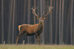 red deer