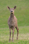 red deer