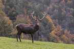 red deer