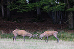 red deer