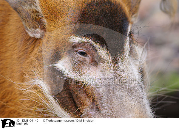Pinselohrschwein / bush pig / DMS-04140