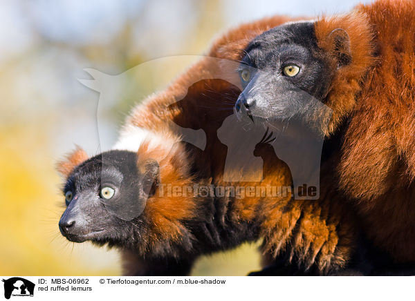 Rote Varis / red ruffed lemurs / MBS-06962