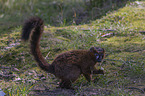 standing Red-bellied Lemur