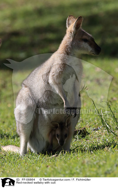 Red-necked wallaby with cub / FF-08864