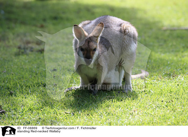 standing Red-necked Wallaby / FF-08869