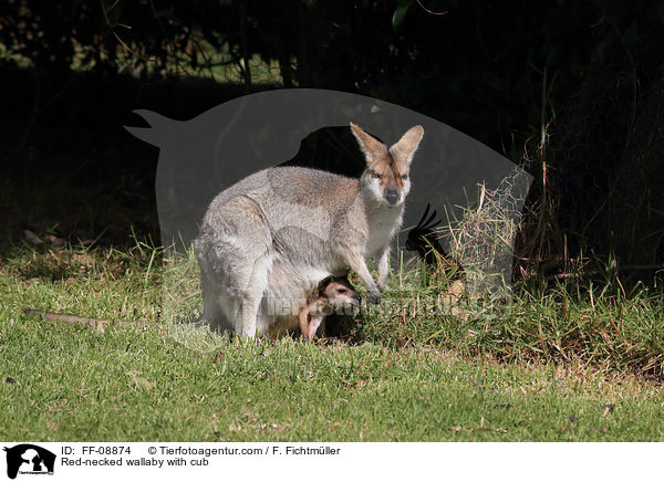 Red-necked wallaby with cub / FF-08874