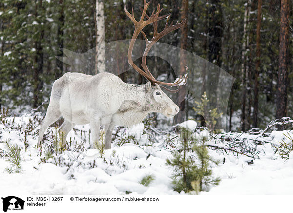 reindeer / MBS-13267
