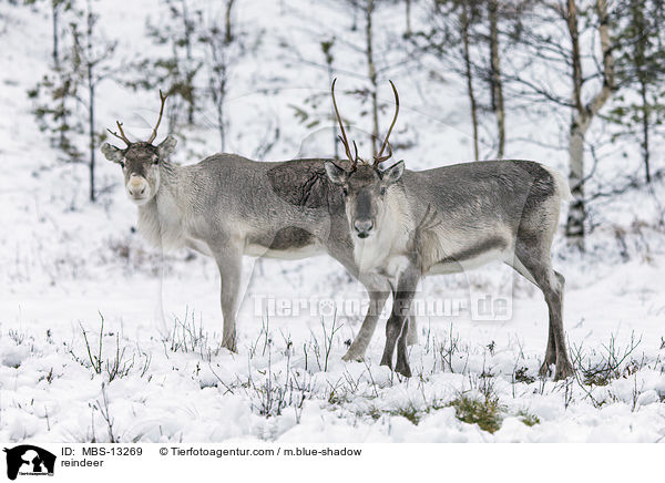 reindeer / MBS-13269