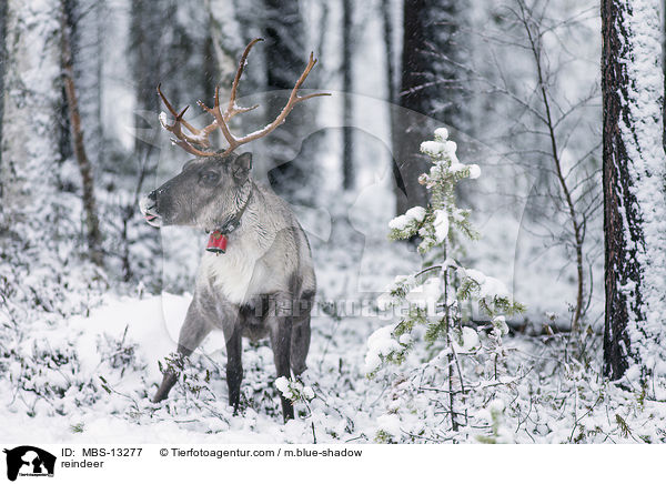 reindeer / MBS-13277