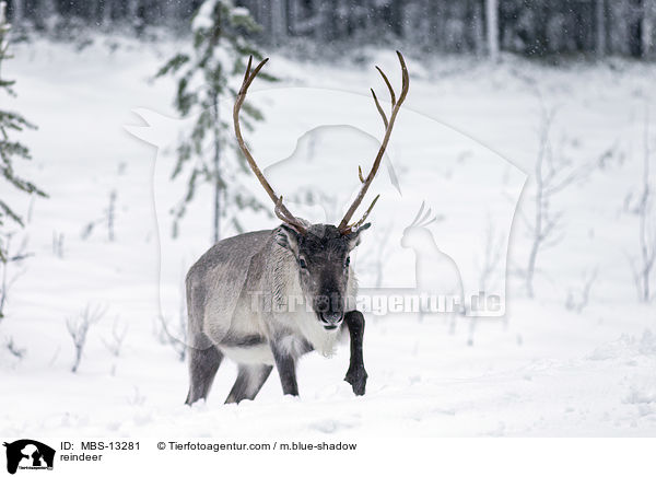 reindeer / MBS-13281