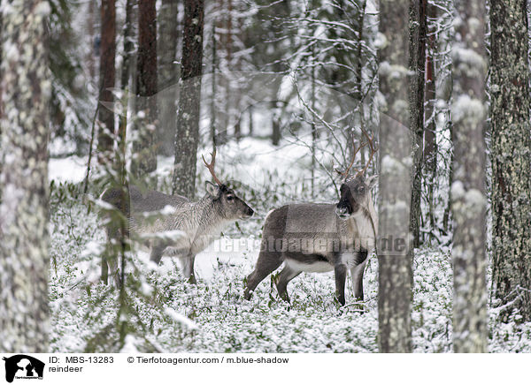 reindeer / MBS-13283