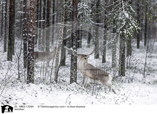 reindeer / MBS-13284