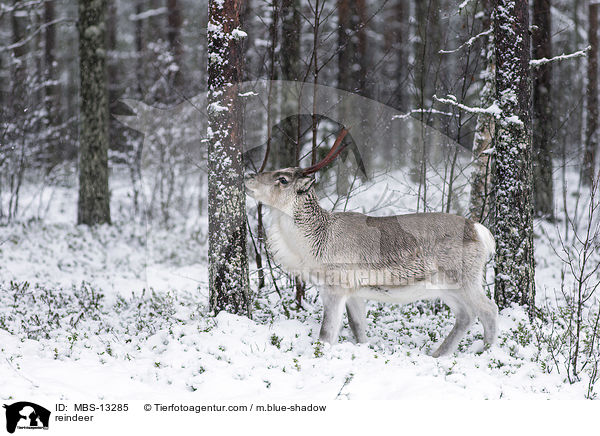 reindeer / MBS-13285