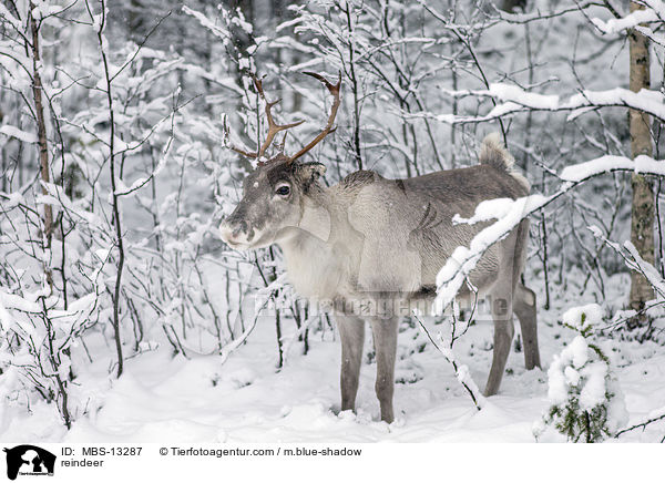 reindeer / MBS-13287