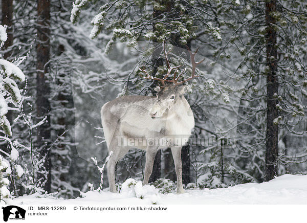 reindeer / MBS-13289