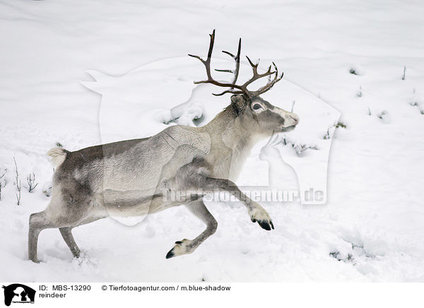 reindeer / MBS-13290