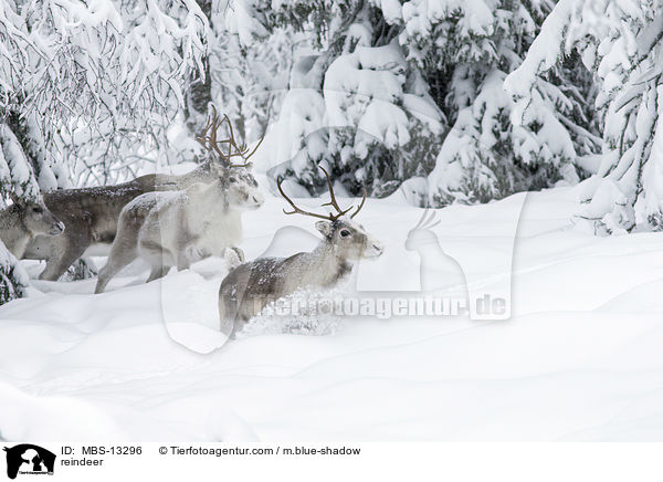 reindeer / MBS-13296