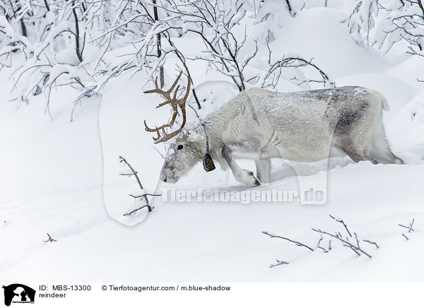 reindeer / MBS-13300