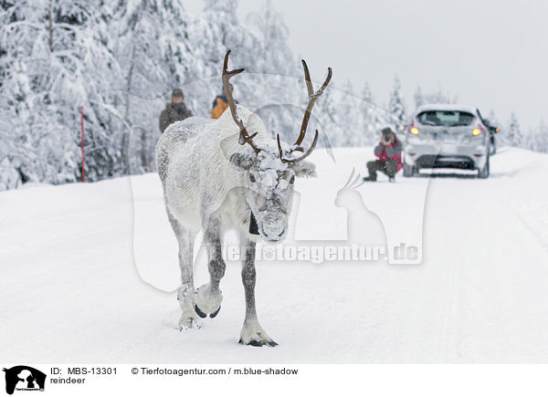 reindeer / MBS-13301