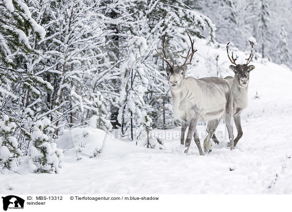 reindeer / MBS-13312