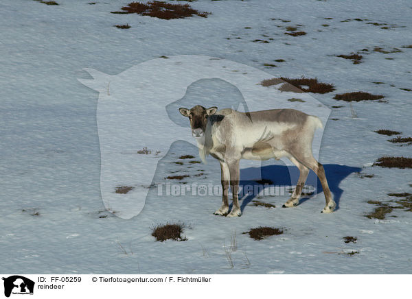reindeer / FF-05259
