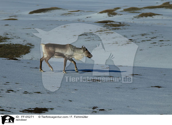 reindeer / FF-05271