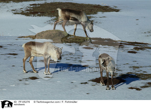 reindeers / FF-05276