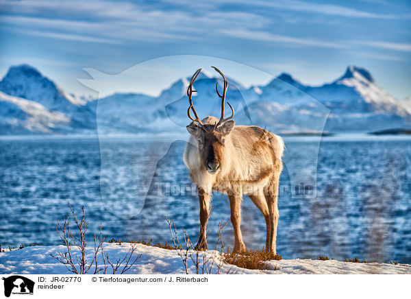 reindeer / JR-02770