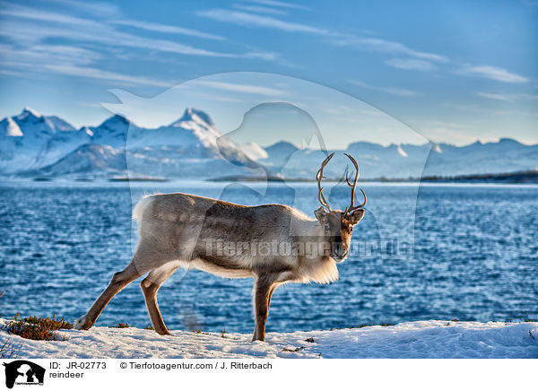reindeer / JR-02773